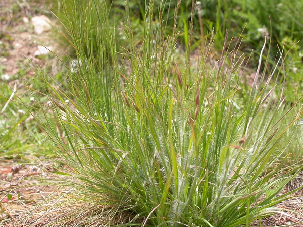 Idaho Fescue