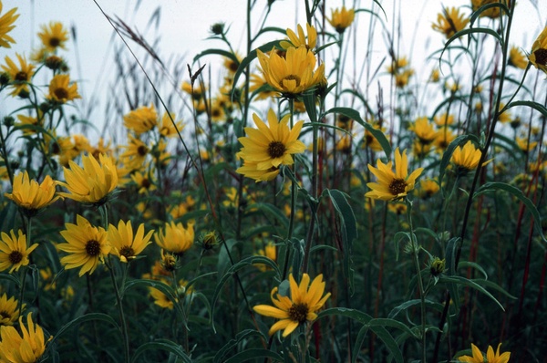 helianthus_maximiliani.jpg