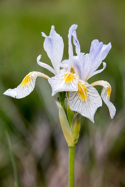 Rocky Mountain Iris