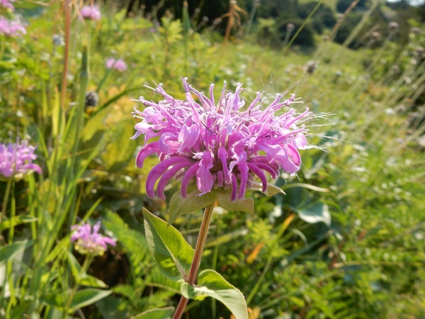 Bee Balm