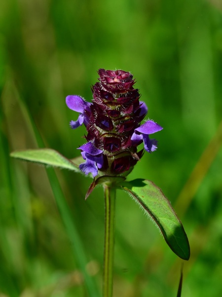 Self-Heal