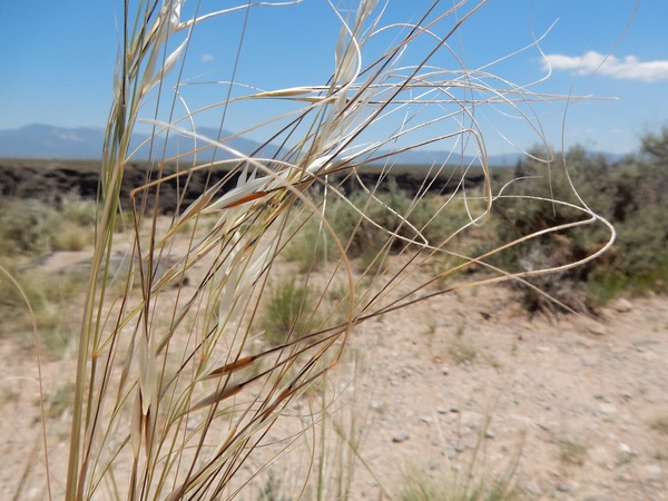 Needle and Thread Grass
