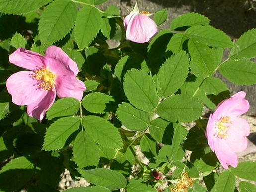 Wood's Rose