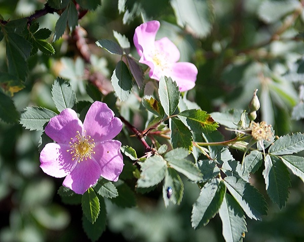 Image of Wild Rose