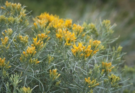Rubber Rabbitbrush Ericameria nauseosa