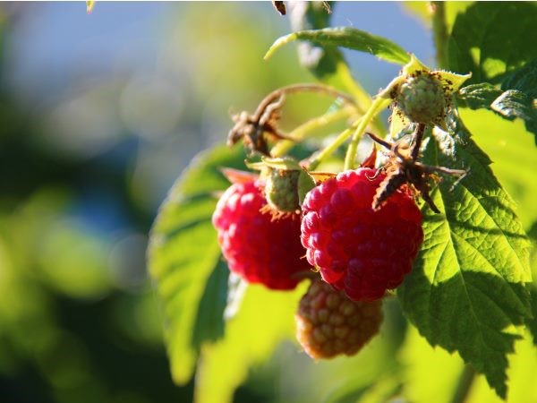 Wild Red Raspberry Rubus strigosus