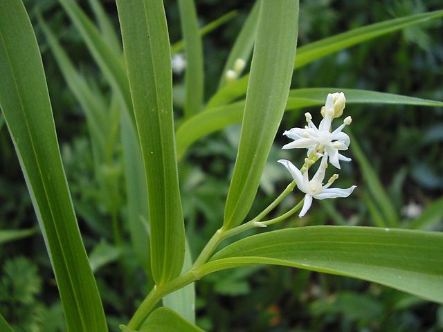 smilacina_stellata.jpg