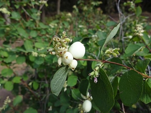 symphoricarpos_occidentalis.jpg
