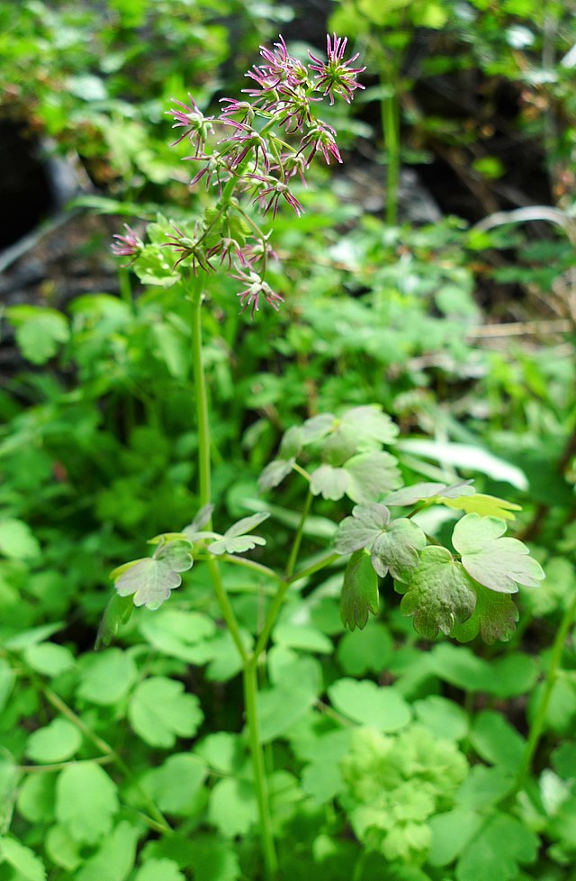 thalictrum_occidentale.jpg
