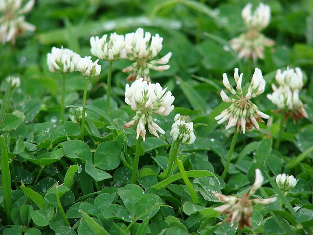 Image of White Clover