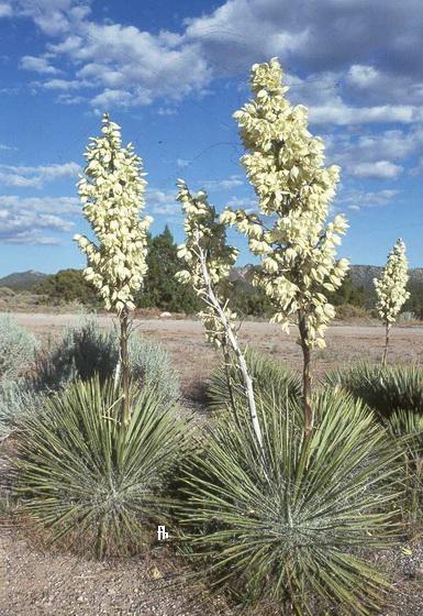 Yucca