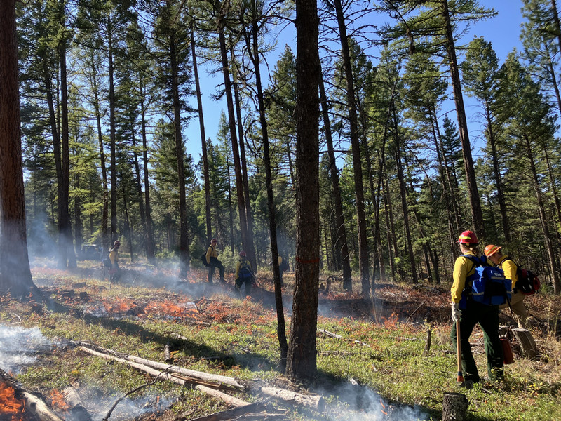 A small patch of forest on fire