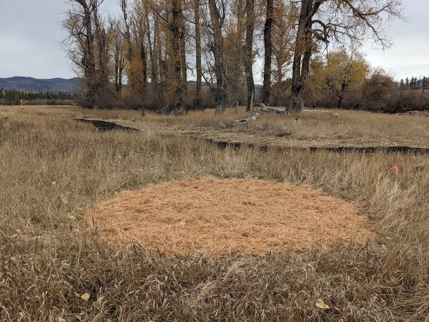 A burnt patch of grass