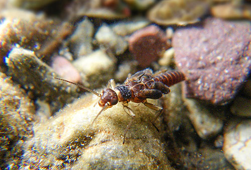A meltwater stonefly