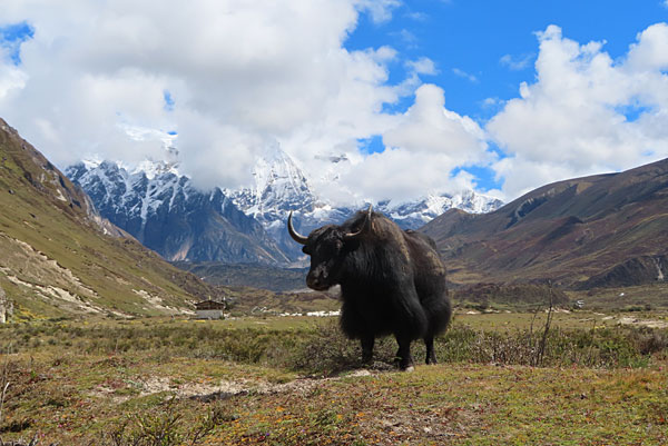 A yak with mountains in the background