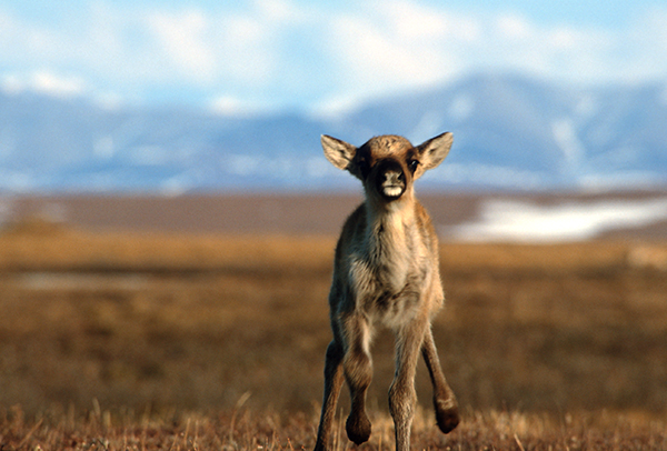 An image of a caribou calf running toward camera with background blurred out 