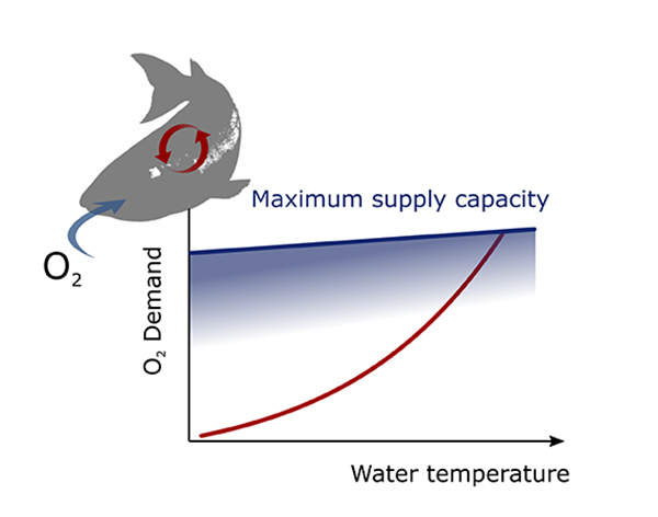 Graph showing oxygen usage of fish