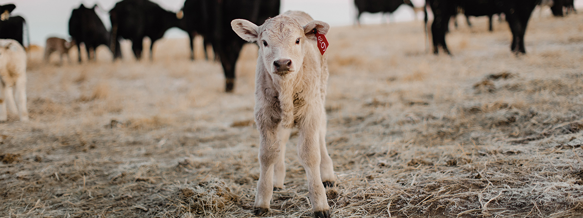 A white, baby calf looks straight at the camera.
