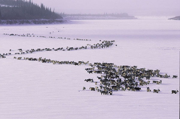 Photo of caribou migration