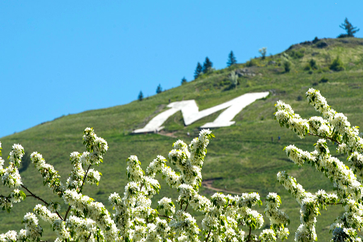 White flowers are seen below the M on Mount Sentinel. 