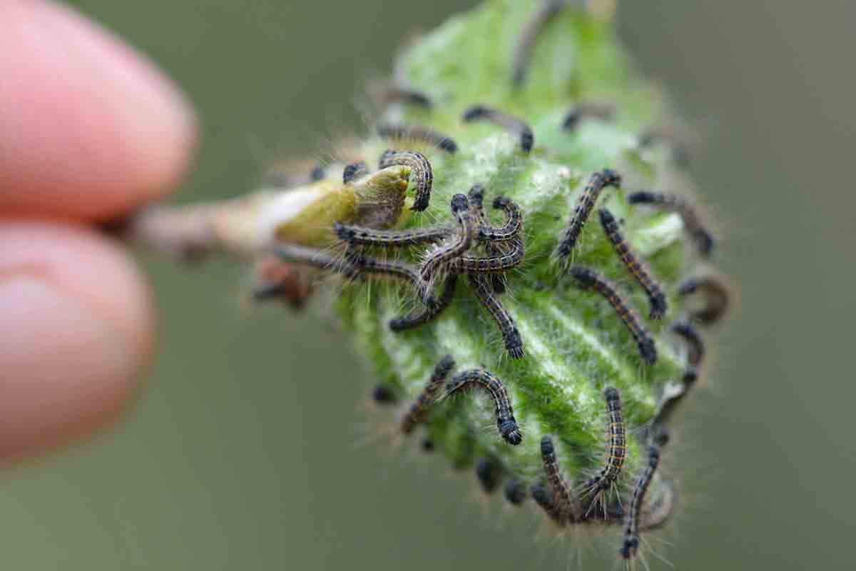 An closeup image of a hand pulling a leaf with caterpillars crawling on it 