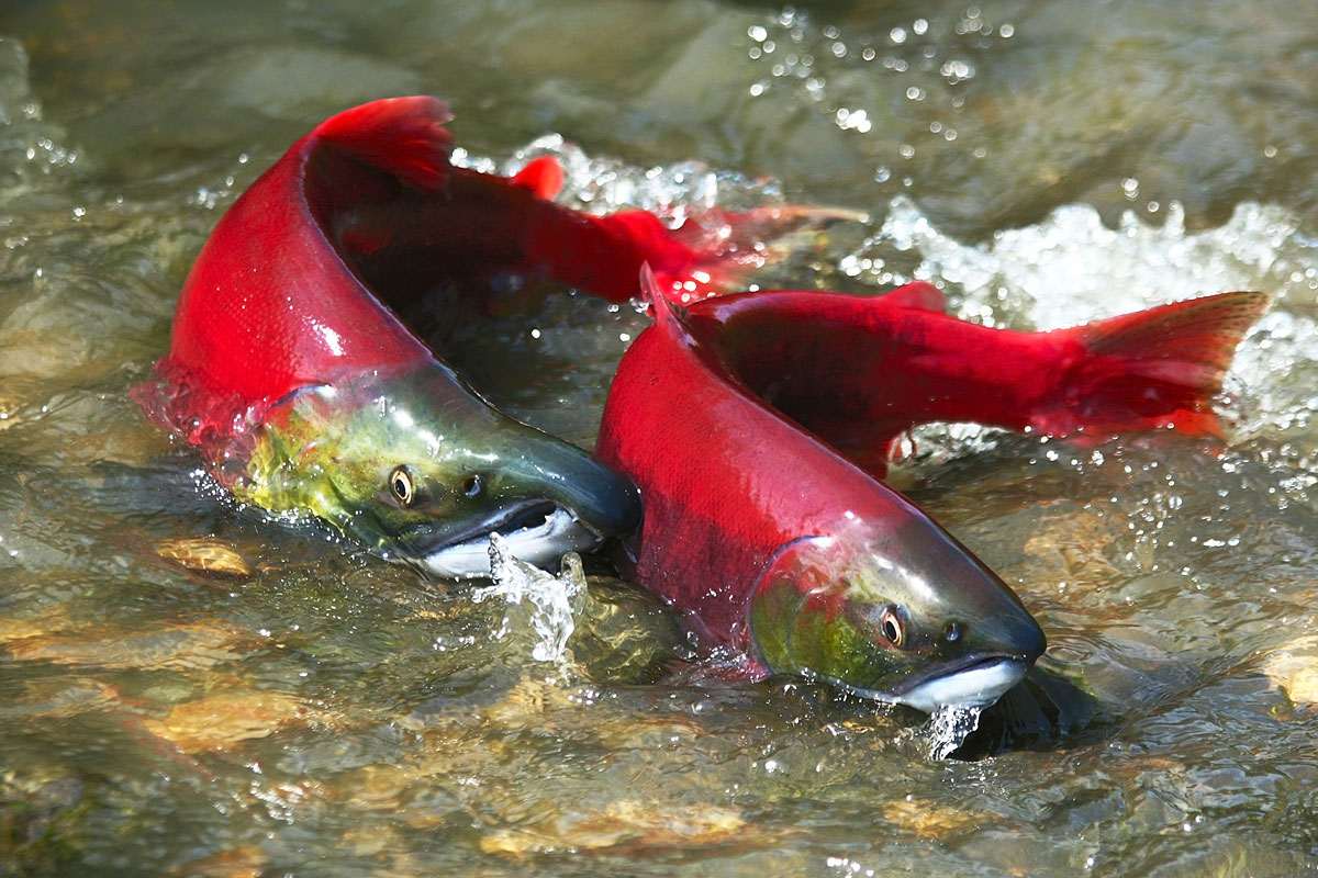 A picture of two salmon on the rocks in shallow water.