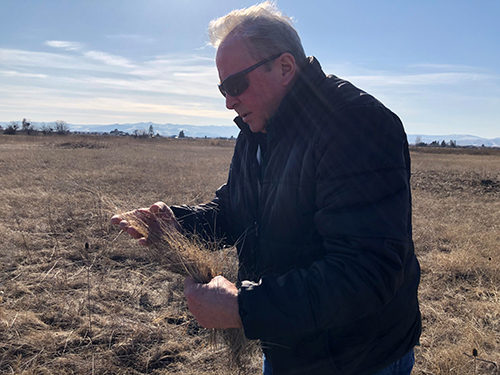 Photo of extension director looking at grasses