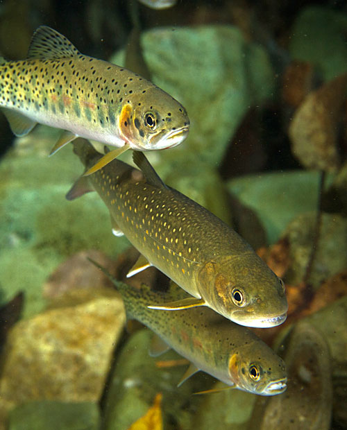Bull and cutthroat trout swim in the Flathead River system.