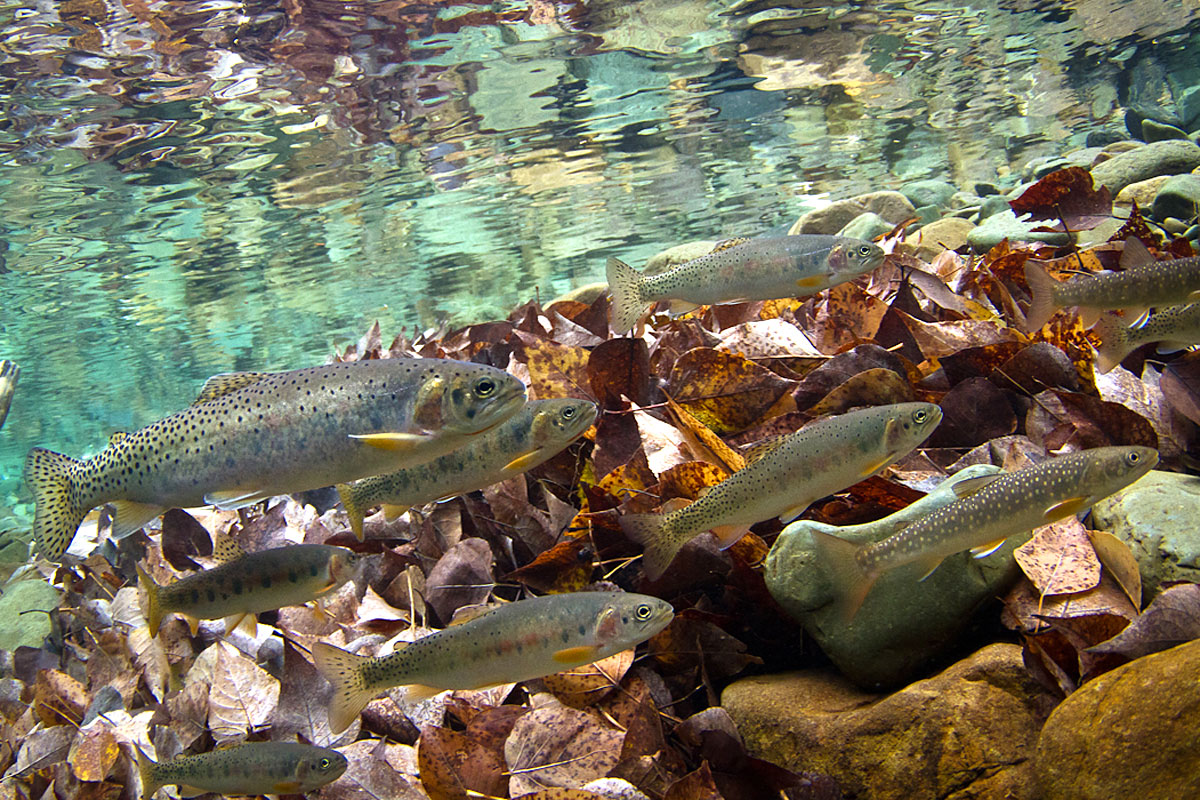 Westslope cutthroat trout and a bull trout swim in the Flathead River system. 