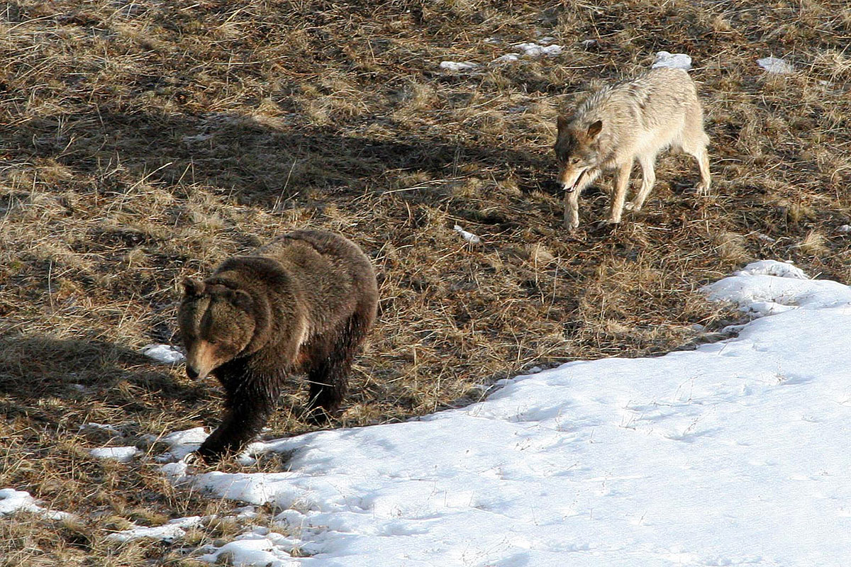 A wolf follows a bear in Yellowstone National Park.