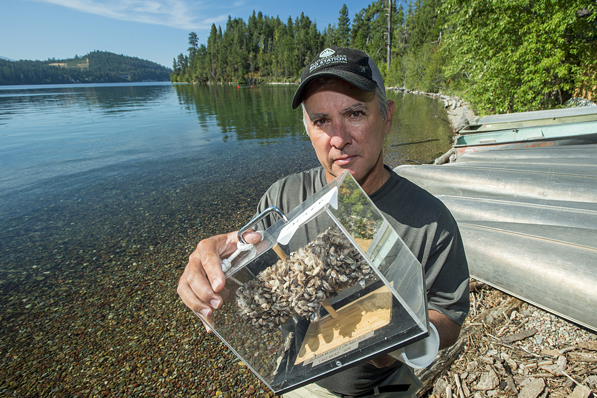 UM researcher Jim Elser holds a display of a pipe coated in invasive mussels on the shores of Flathead Lake.
