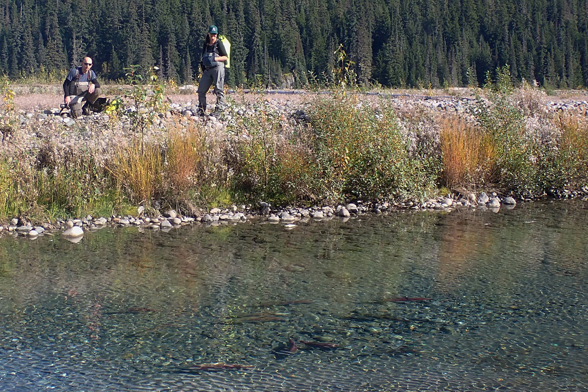 Two UM researchers stand on a bank overlooking a stream filled with salmon.