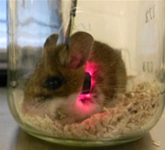 A picture of a collared mouse in jar.
