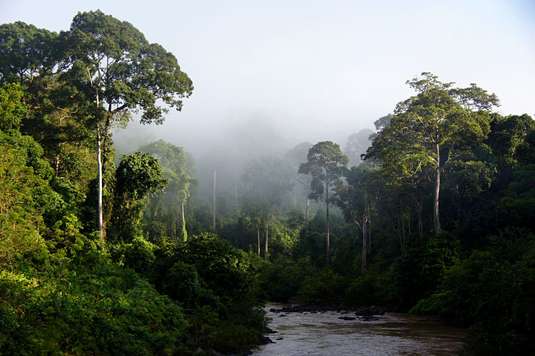 Danum Valley Conservation Area in Malaysia 