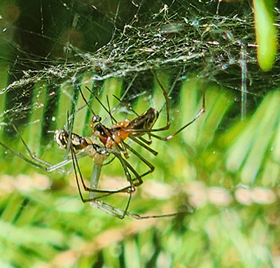 Photo of Sierra Dome Spiders