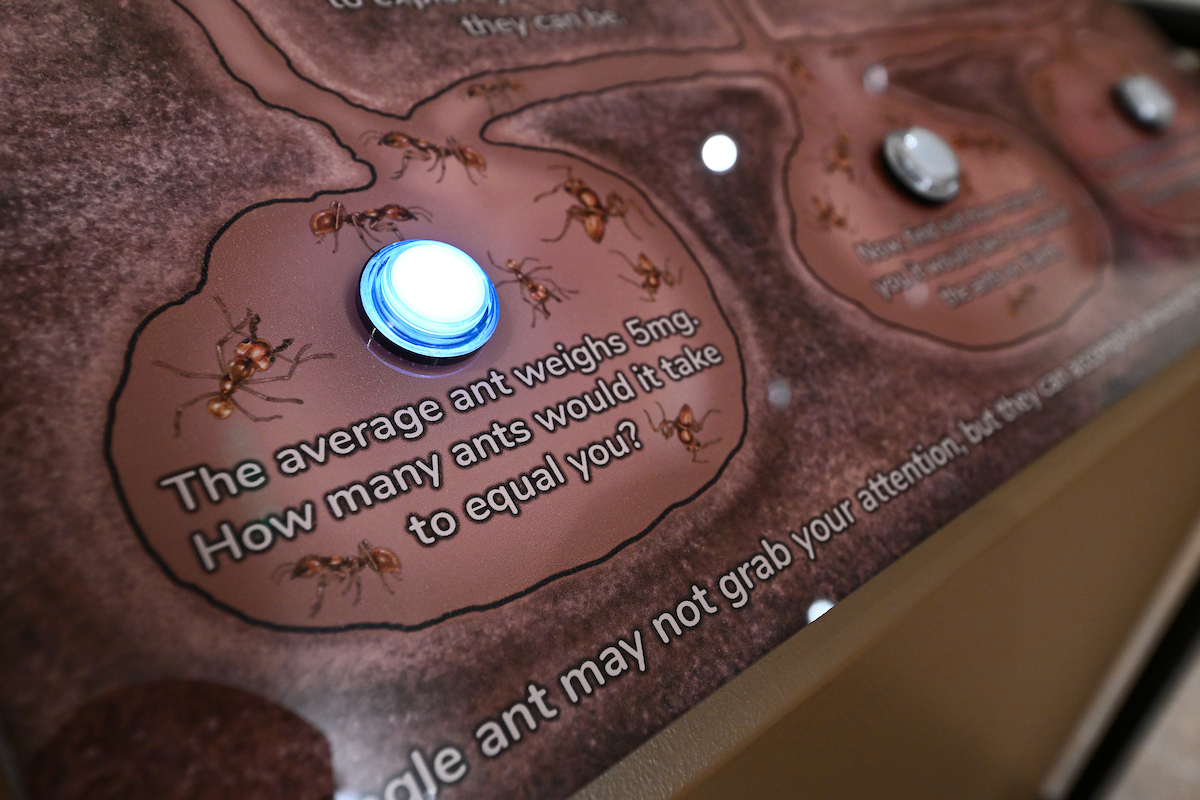 Photo of the ant scale