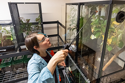 Photo of bugs housed at UM