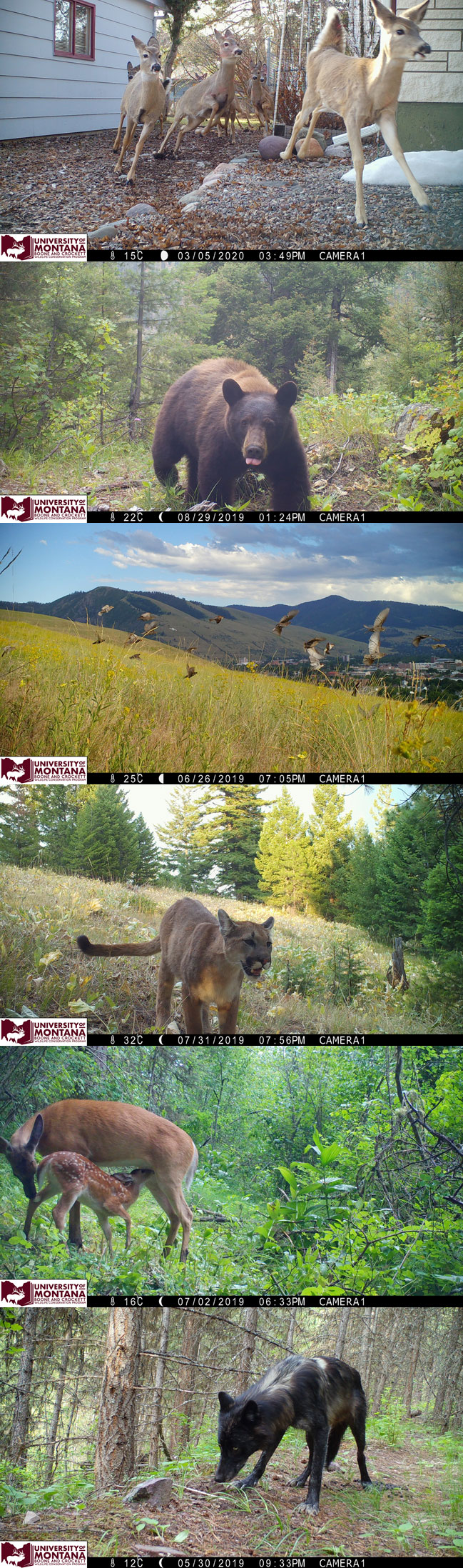 Trail camera pictures of urban deer, a black beer, birds in flight, a mountain lion, a deer nursing is fawn and a wolf.