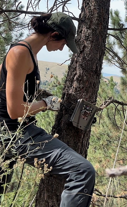 Schutze removes a trail camera from the northwest slope of Mount Jumbo in Missoula. 