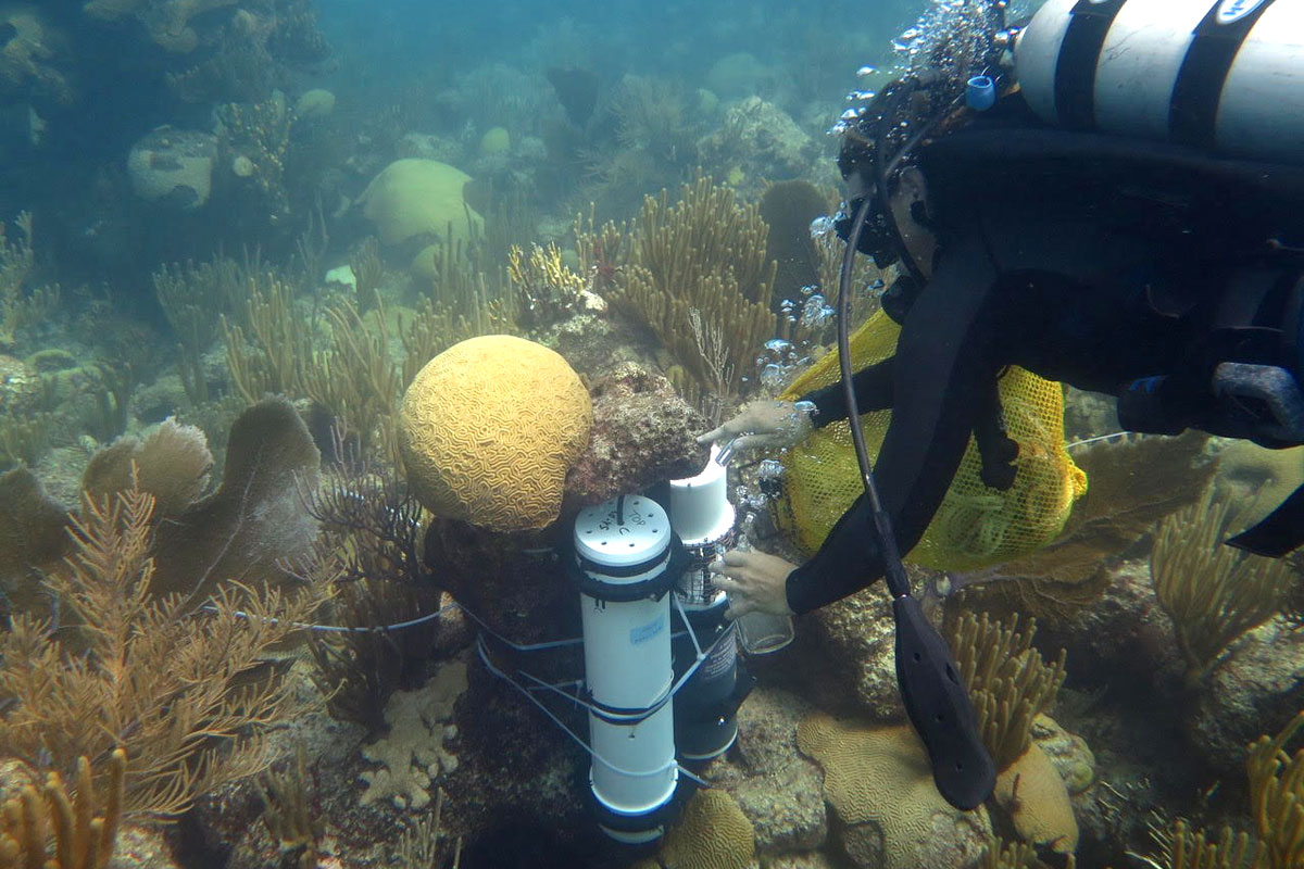 A diver installs a device on a coral reef.
