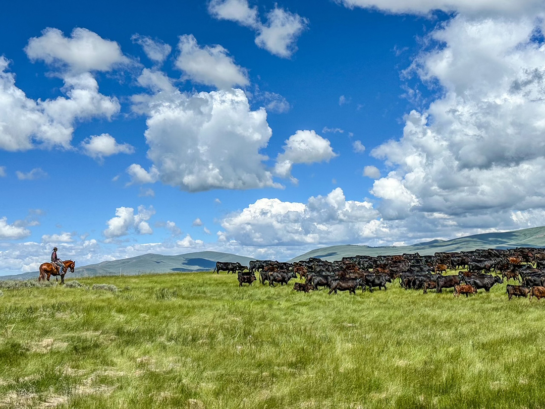 Joe Zecher follows some cattle.