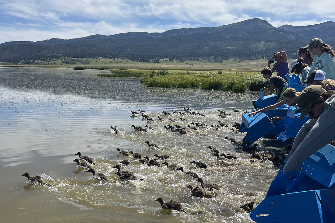 Newly banded ducks are released back onto Lower Red Rock Lake. 