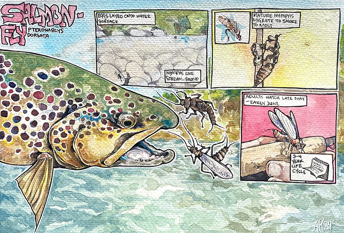 A comic illustration showing the life cycle of a salmon-fly.