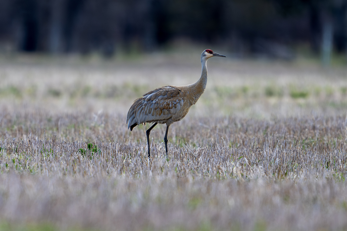A photo of a sandhill crane. 