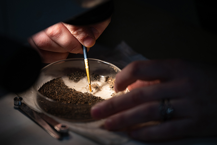 Megan sorts a dish of samples.