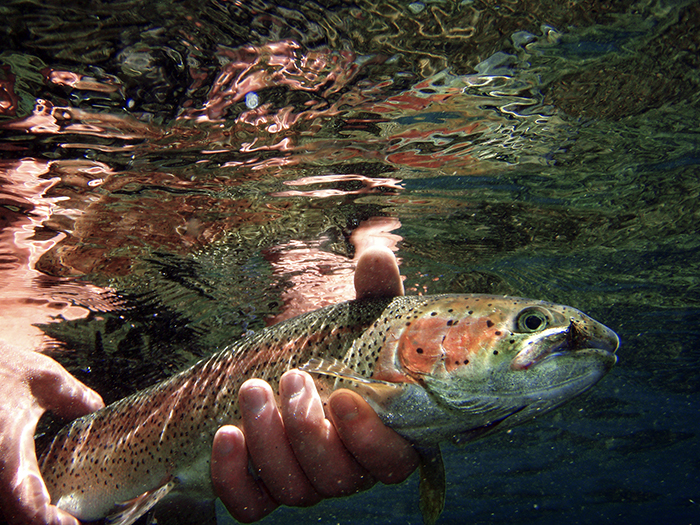 An underwater shot of hands holding a rainbow trout.