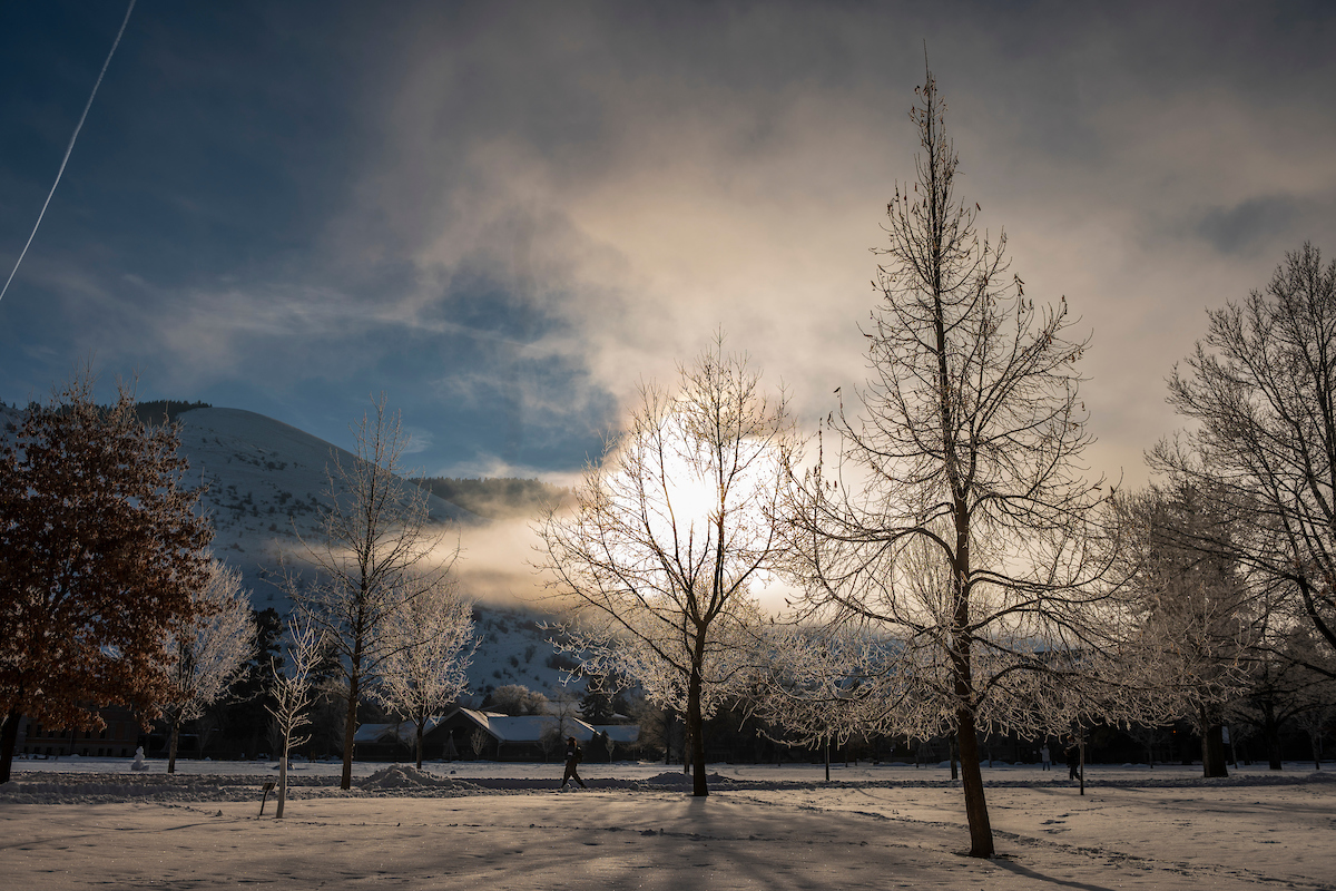 Trees in winter on the UM campus 