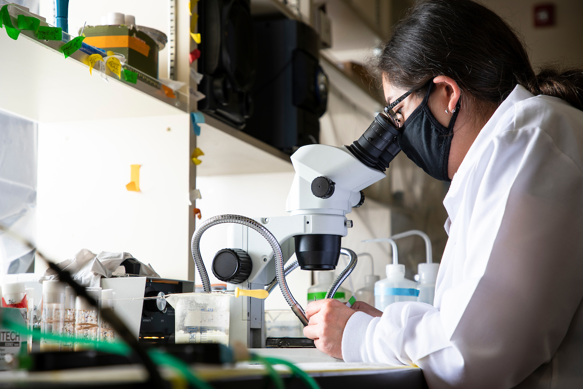 A female UM graduate student wearing a white lab coat looks into a microscope in a lab. 