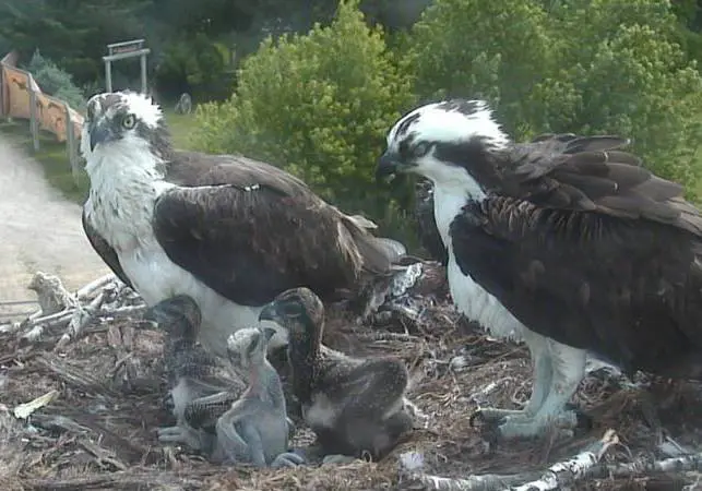 adult osprey Harriet and Ozzie standing in nest with three babies