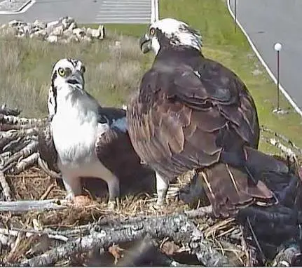 Iris and Stan the osprey in a nest looking at each other